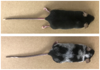 صورة تقارن بين الفأر الذي عُرّض للتجربة المولدة للألم ونتج عنها فقدان صباغ الفراء وفأر بفراء داكن من مجموعة المراقبة