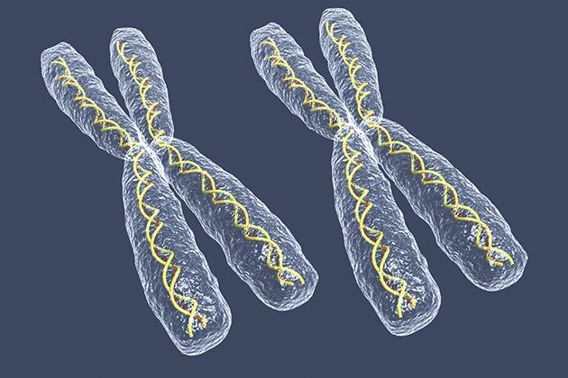 عدد الكروموسومات الحمض النووي الخلايا